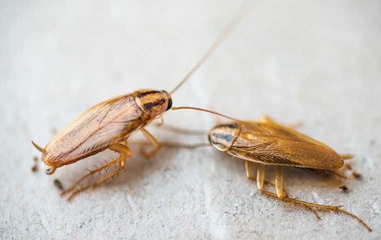 two cockroaches